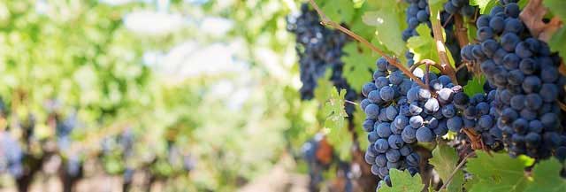 在线短信验证码接收